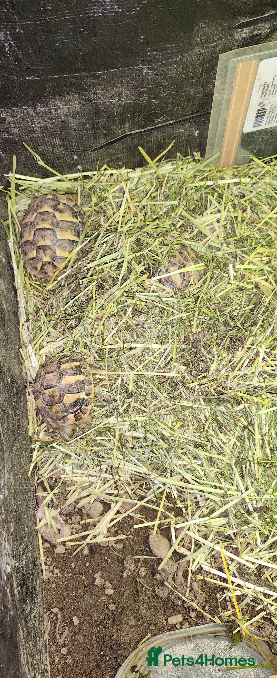 Hermann Tortoise reptiles for sale: Testudo hermanni  Hermans Tortoise  - Image 3