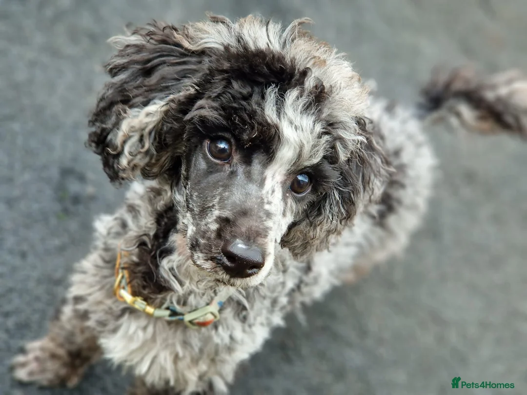 Toy Poodle dogs for stud: Toy poodle stud  in Newport - Advert 3