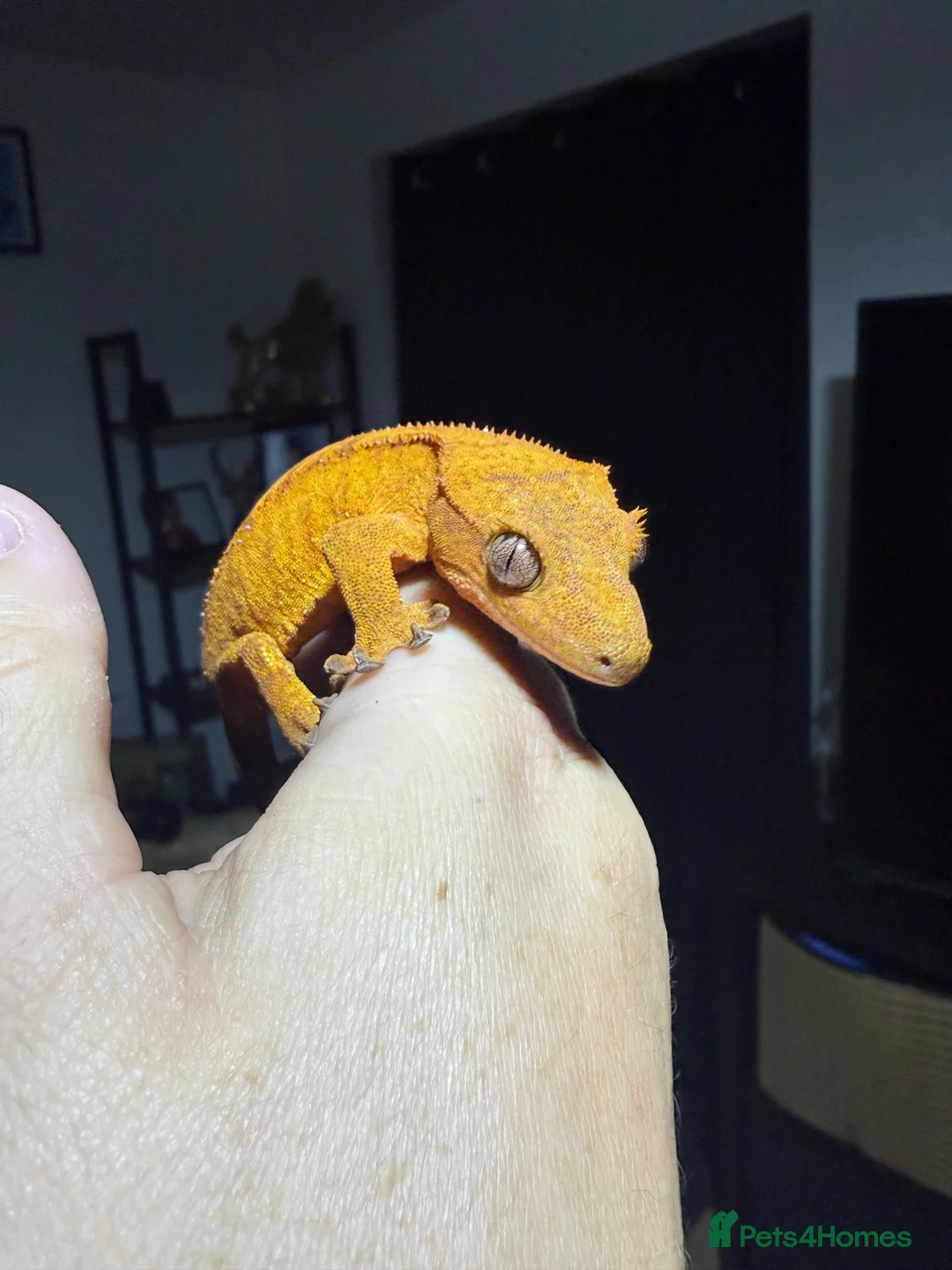 Gecko reptiles for sale: *Young Crested Gecko and Setup*  in St. Neots - Advert 2