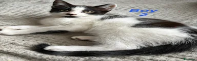 Mixed Breed Kitten 2