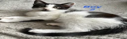Mixed Breed cats for sale: Beautiful playful kittens looking for loving homes - Advert 7