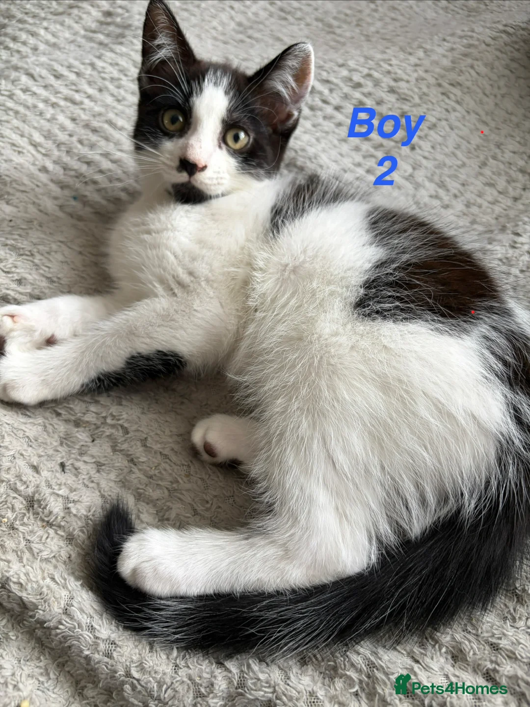 Mixed Breed cats for sale: Beautiful playful kittens looking for loving homes - Advert 7