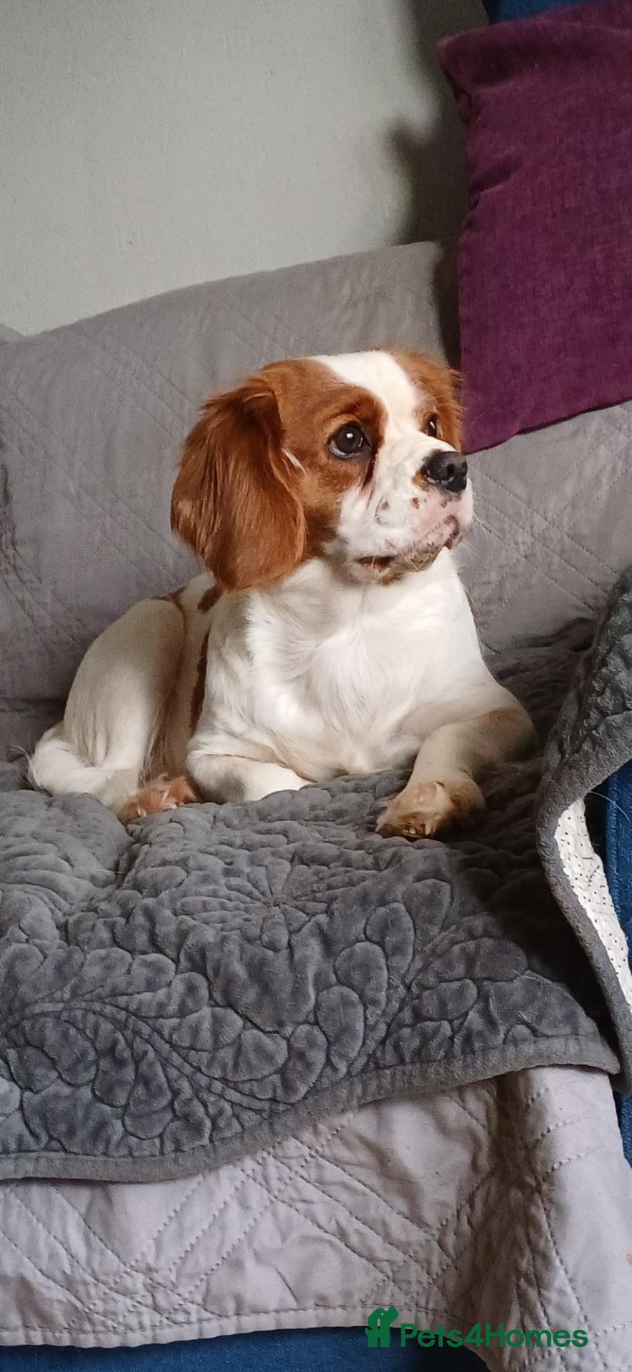 Cavalier King Charles Spaniel dogs Cavalier King Charles spaniel  - Advert 1