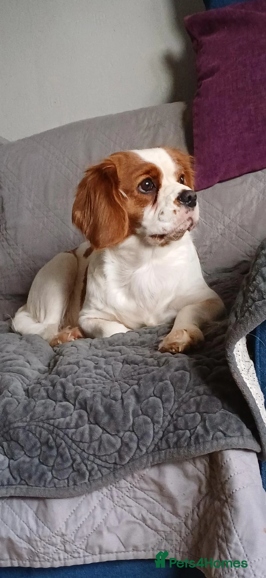 Cavalier King Charles Spaniel dogs for sale: Cavalier King Charles spaniel  - Advert 1