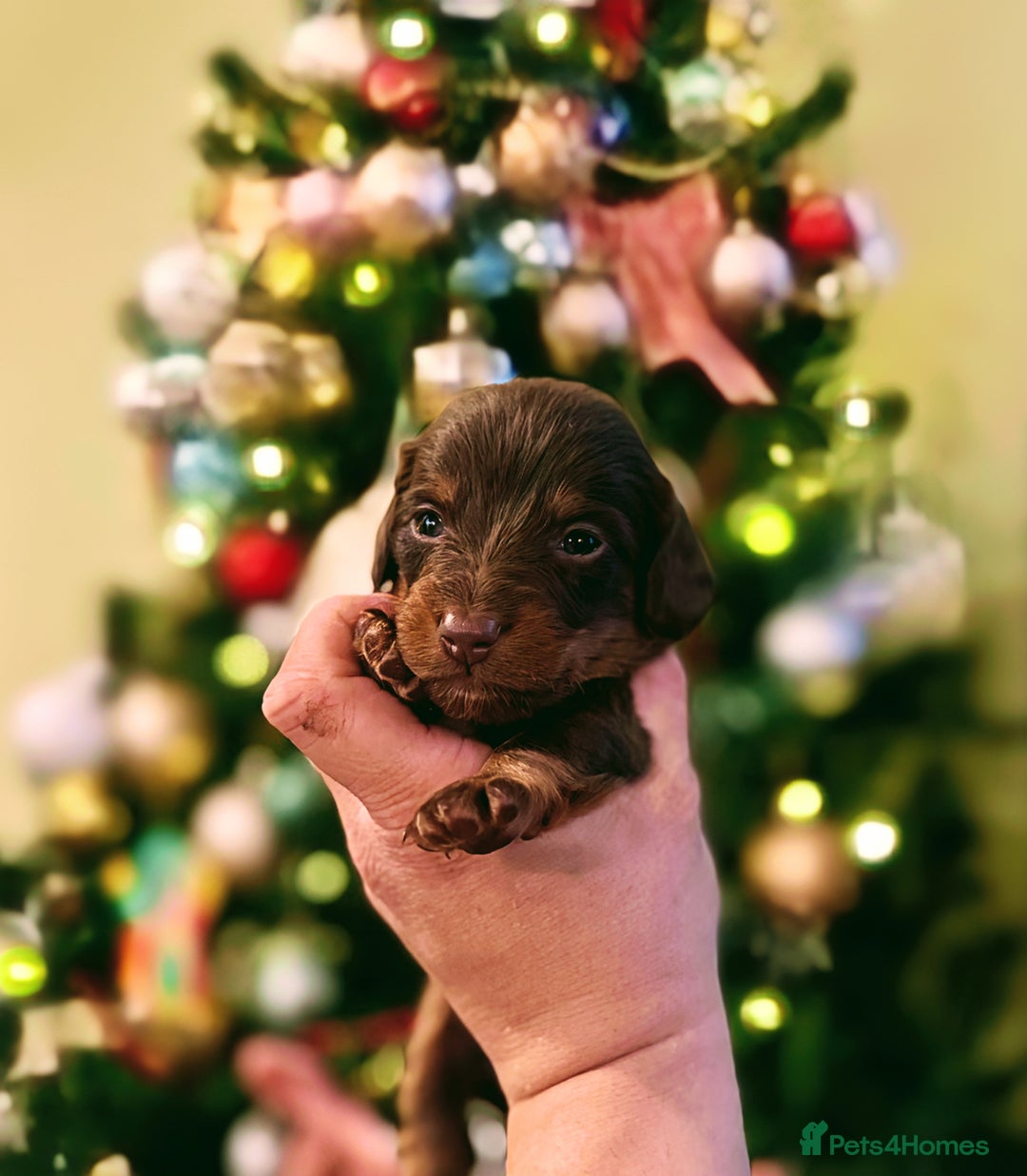 Miniature Dachshund dogs for sale: ⚜️Charming Little Puppies ⚜️ - Advert 5