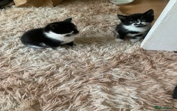 British Shorthair cats for sale: Black and white kittens ready for a new home - Image 8