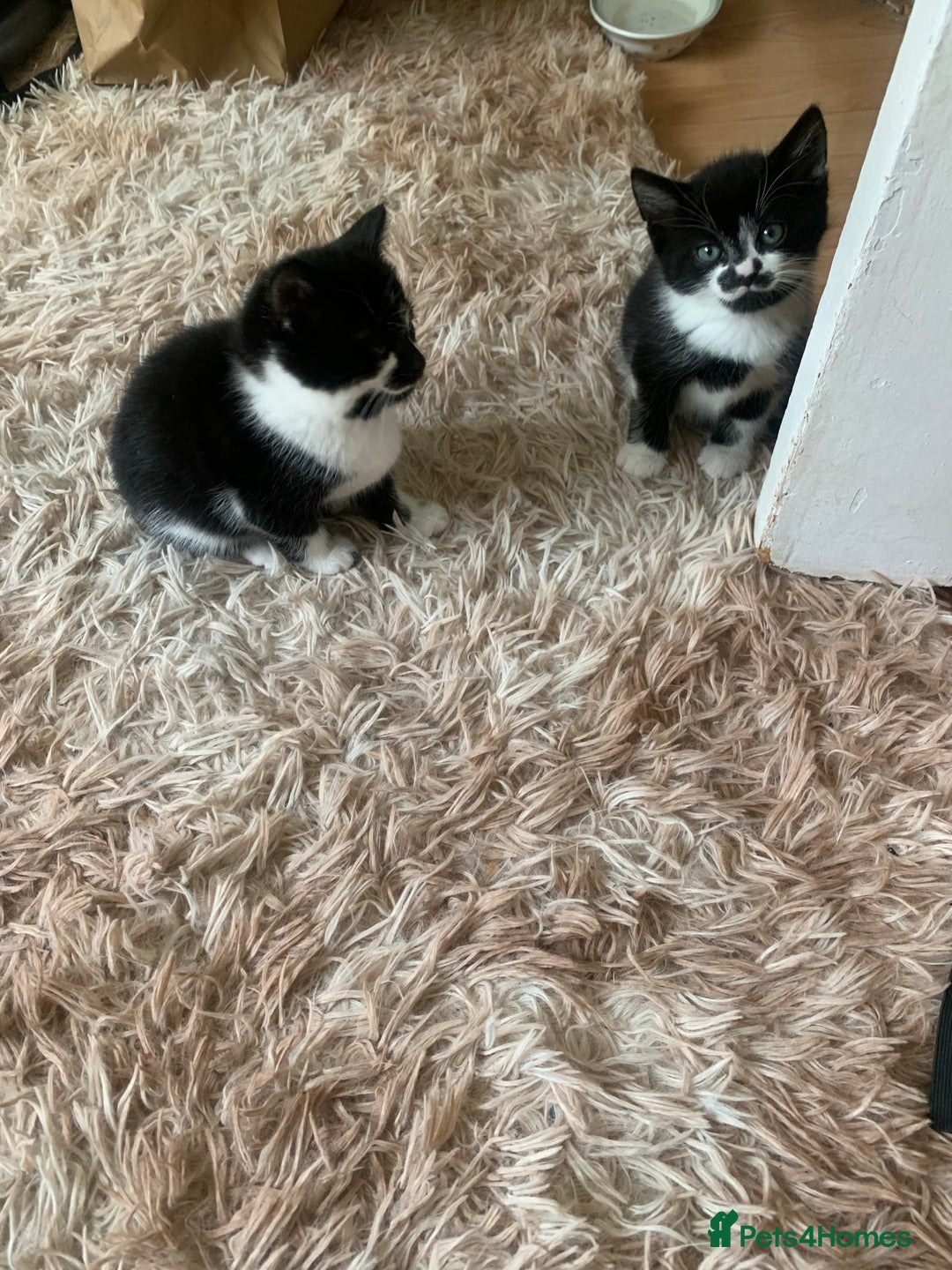 British Shorthair cats for sale: Black and white kittens ready for a new home - Image 8