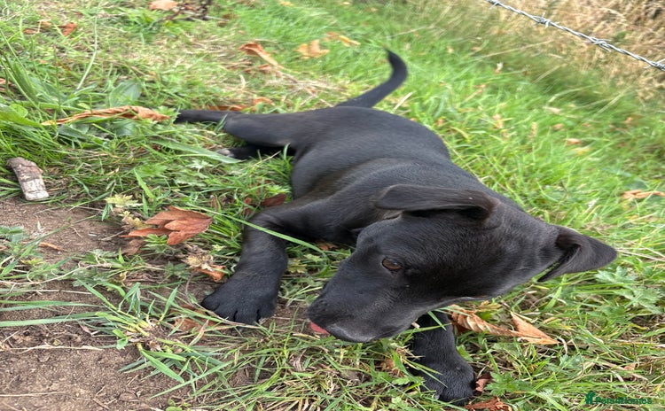 Patterdale Terrier dogs - Advert 1