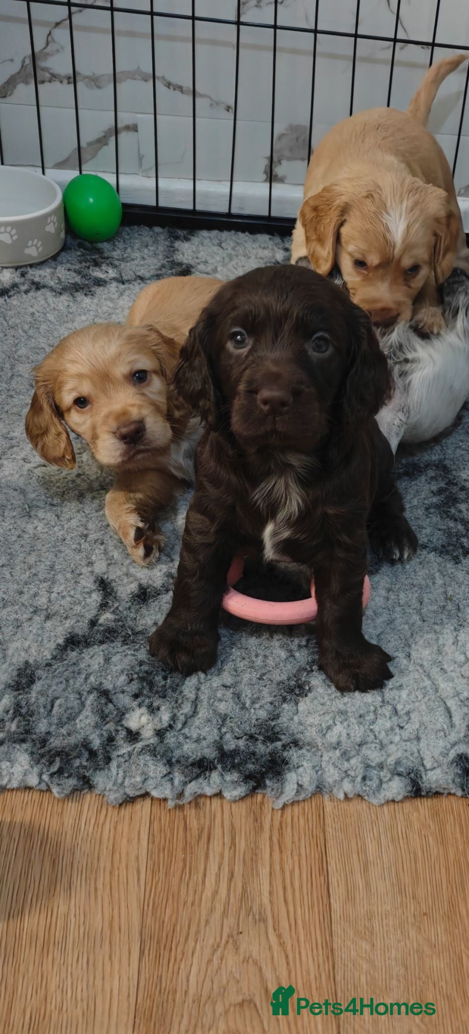 Cocker Spaniel dogs Cocker spaniel puppies  - Advert 16
