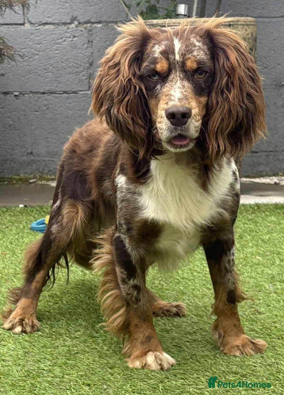 Cocker Spaniel dogs ​Stunning Cocker Spaniel Puppies Ready 14th May - Advert 1