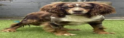 Cocker Spaniel dogs for sale: ​Stunning Cocker Spaniel Puppies Ready 14th May in London - Advert 1