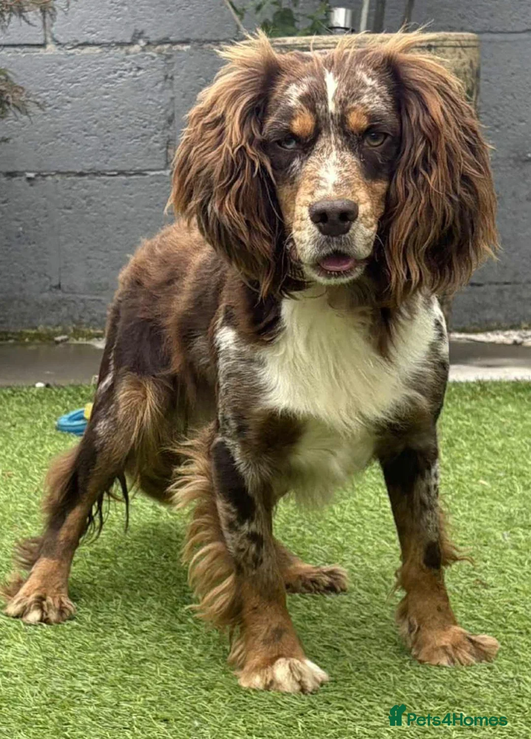 Cocker Spaniel dogs for sale: ​Stunning Cocker Spaniel Puppies Ready 14th May in London - Advert 1