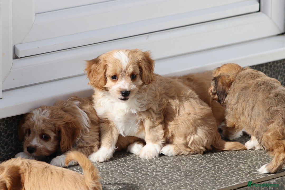 Cavapoo dogs for sale: F1 Cavapoo puppies for sale - Image 31