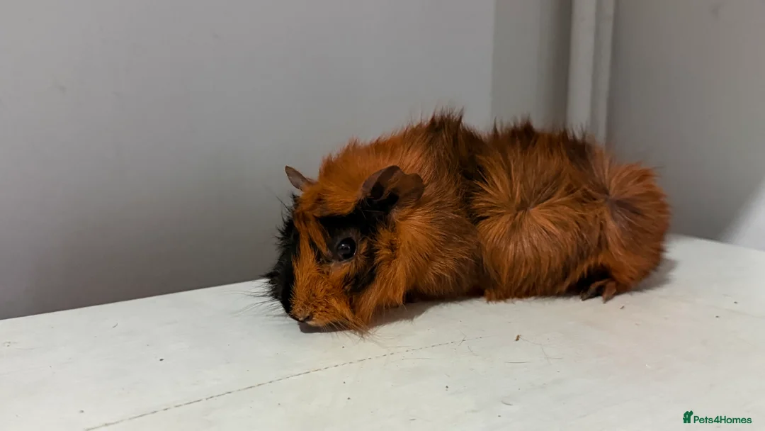 Guinea Pig rodents for sale: 3month old  - Advert 1