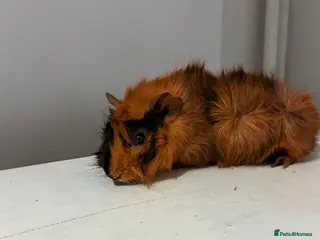 Guinea Pig rodents 3month old - Advert 1