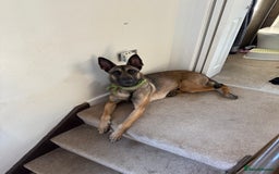 Belgian Shepherd Dog dogs for sale: 3 year old Belgian malinois  - Image 2