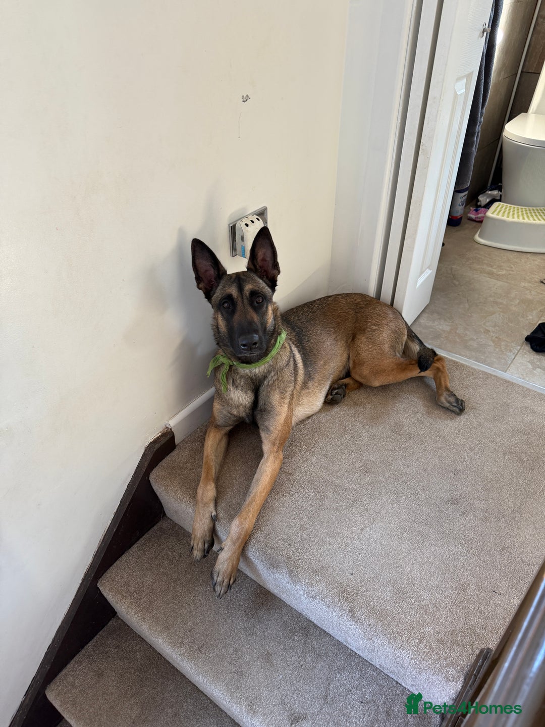 Belgian Shepherd Dog dogs for sale: 3 year old Belgian malinois  - Image 2