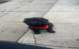 Cockapoo dogs for sale: 18 month old Cockapoo - Image 3