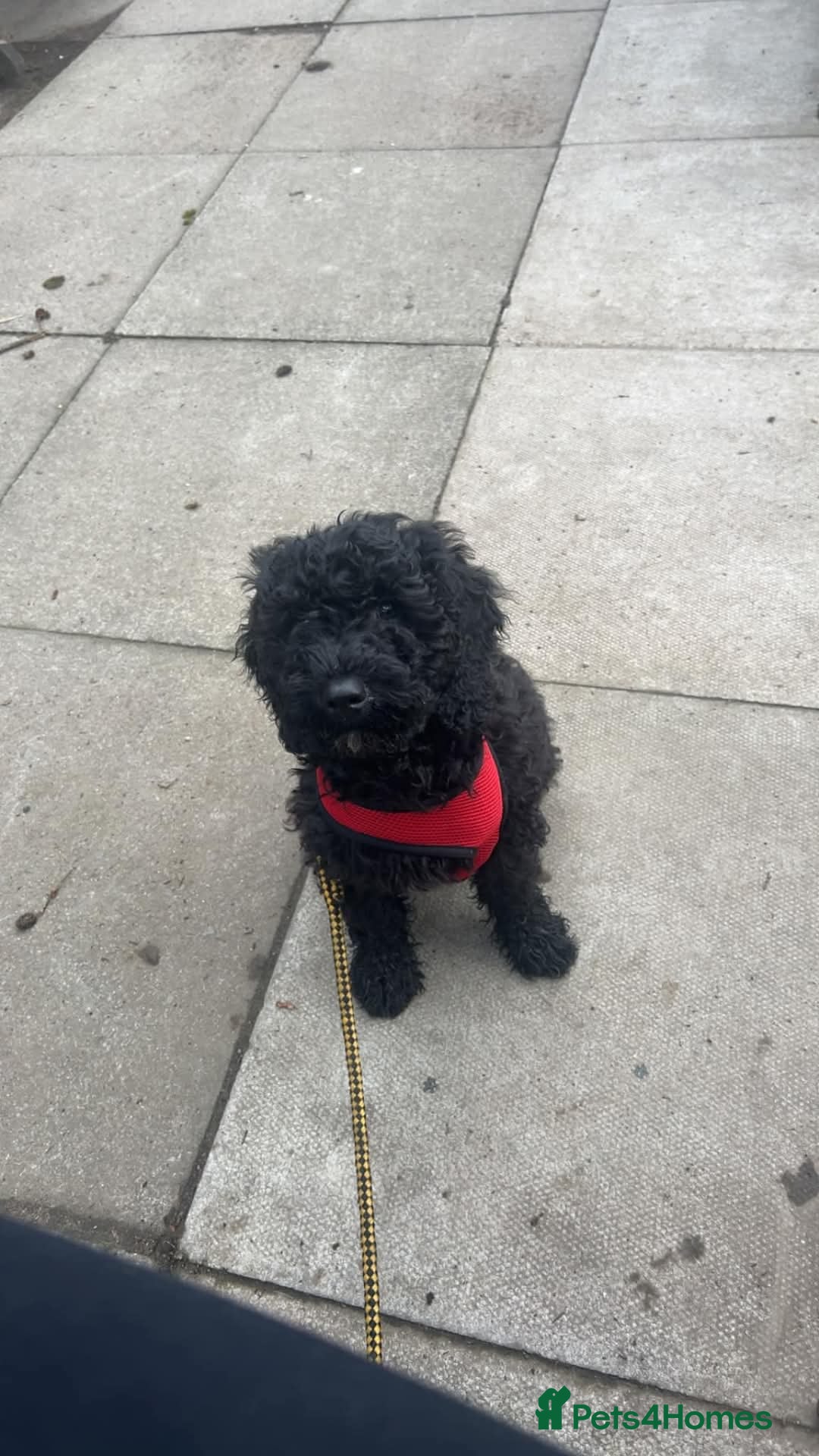 Cockapoo dogs for sale: 18 month old Cockapoo - Image 3