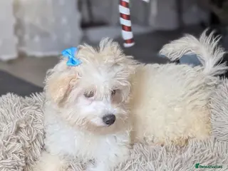 Maltipoo dogs Dominic C - Advert 2