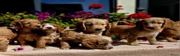 Cockapoo dogs for sale: Hereditary Clear F1 Cockapoos in Doncaster - Advert 5