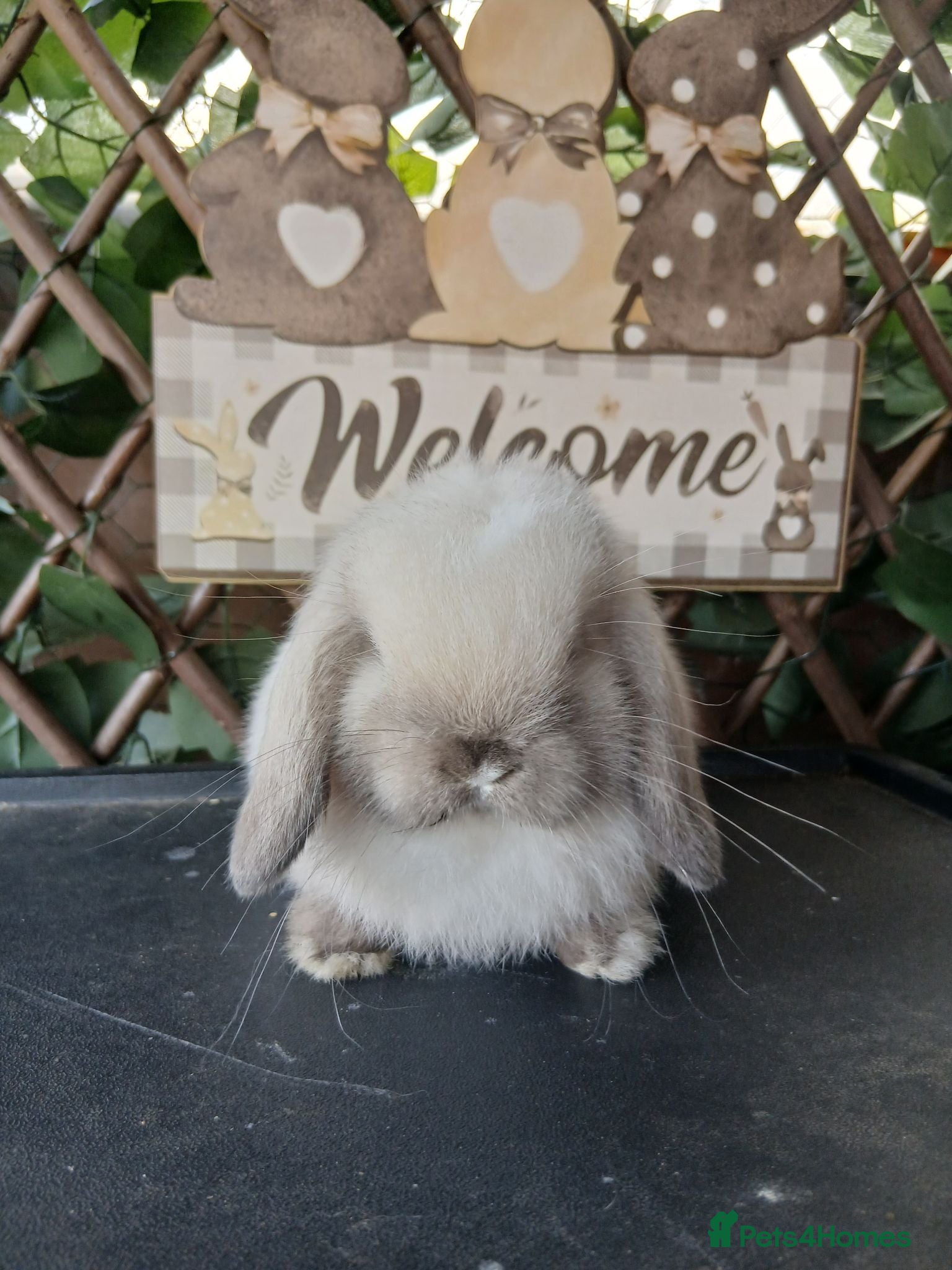 Mini Lop rabbits Beautiful purebred mini lop babies - Advert 2