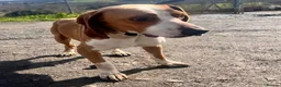 Mixed Breed dogs for adoption: Txiru  in Alfreton - Advert 2