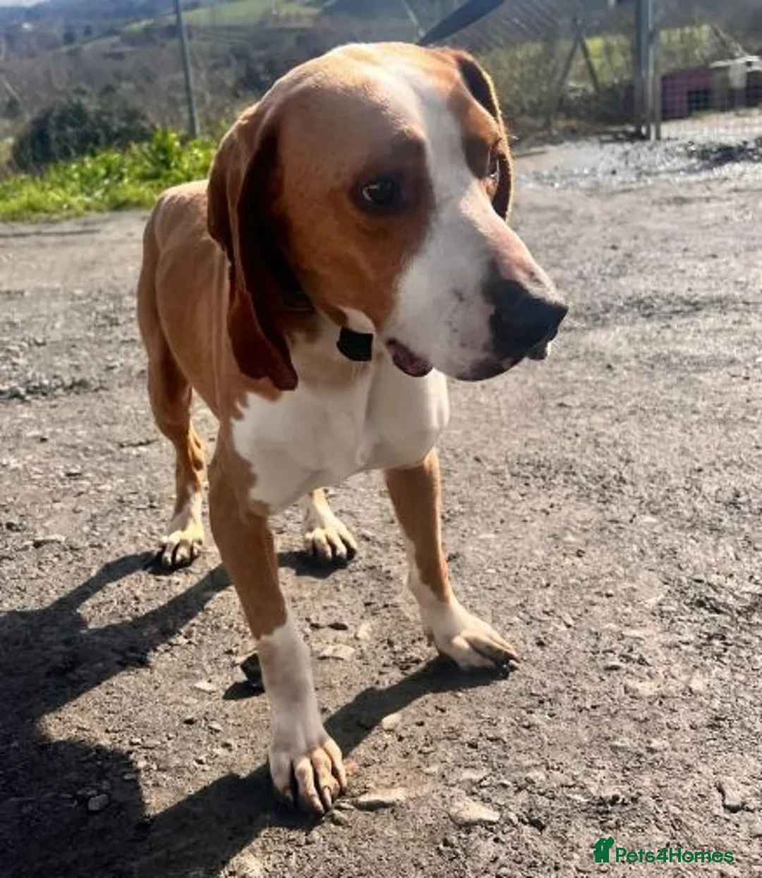 Mixed Breed dogs for adoption: Txiru  in Alfreton - Advert 2