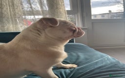 Pug dogs for sale: Pink Albino Pug🤍 (Kc registered) - Image 4