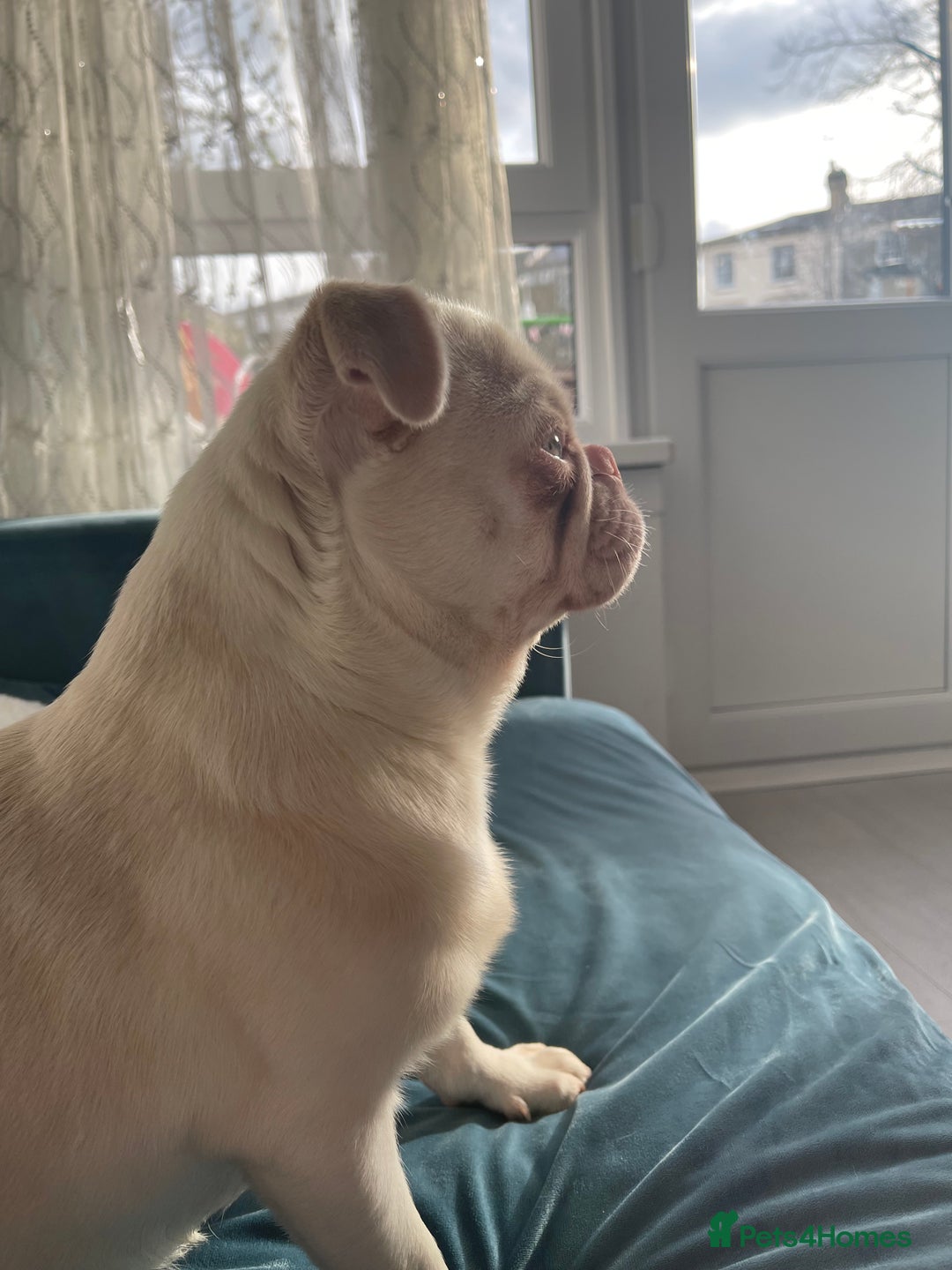 Pug dogs for sale: Pink Albino Pug🤍 (Kc registered) - Image 4