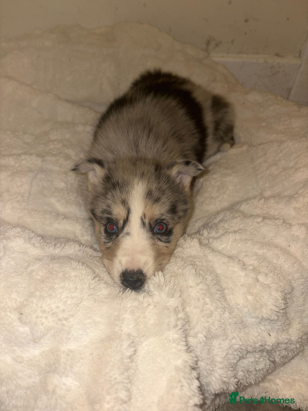 Mixed Breed dogs for sale: Beautiful Husky x Australian Shepherd Puppies - Advert 3