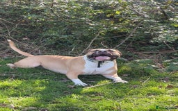 Mixed Breed dogs for sale: Bodhi - 2 Year Old AmBull X - Image 15