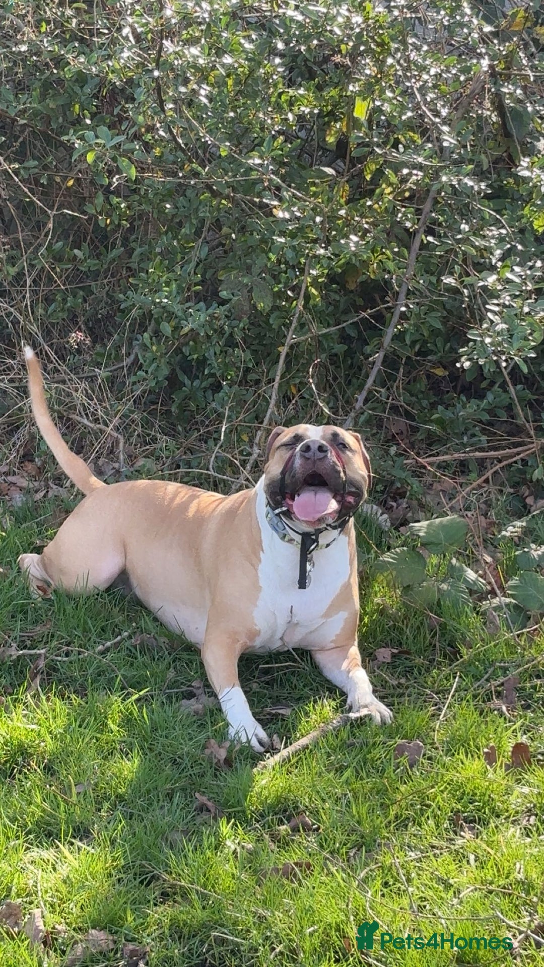 Mixed Breed dogs for sale: Bodhi - 2 Year Old AmBull X - Image 15