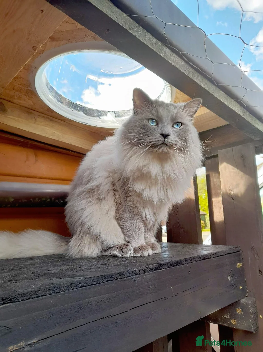 Ragdoll cats for stud: ABSOLUTELY EXCEPTIONAL in Warrington - Advert 2