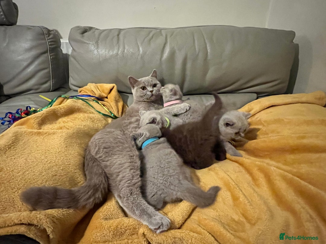 British Shorthair cats for sale: British Shorthair Kittens – Loving Homes Only 🐾 - Advert 18