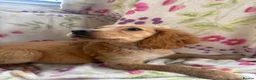 Golden Retriever dogs for sale: Golden retriever pups  in Midhurst - Advert 1