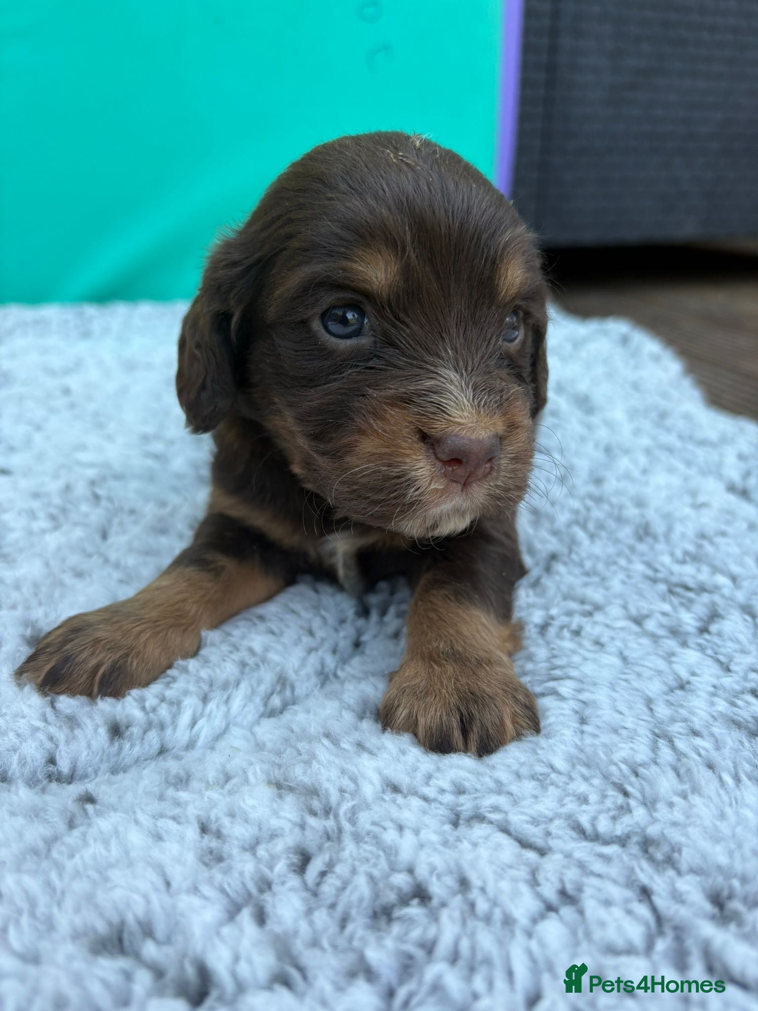 Cocker Spaniel dogs for sale: Cocker spaniel puppies - Advert 3