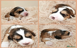 Australian Labradoodle dogs for sale: Home raised Australian Labradoodles due October - Image 10