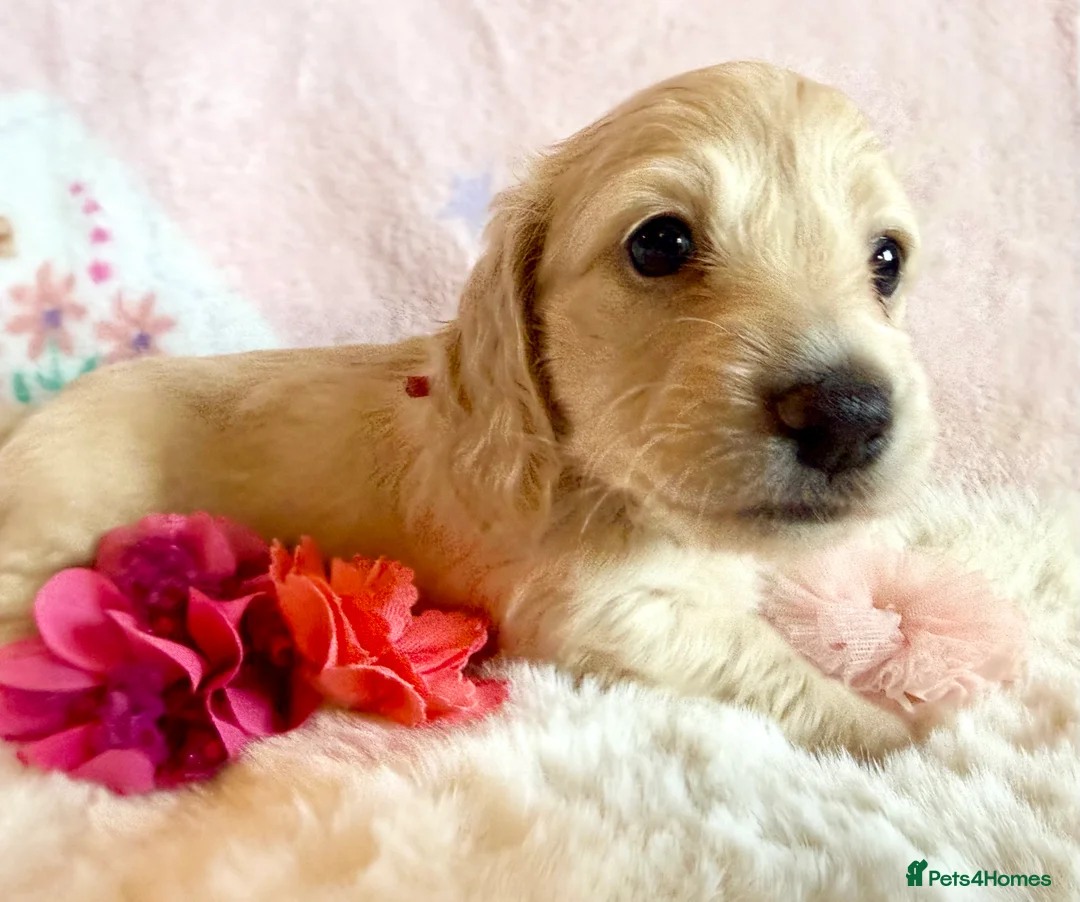 Dachshund dogs for sale: Miniature dachshund extensively health tested - Advert 26