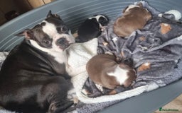 Boston Terrier dogs for sale: Boston terrier puppy 🐶💕 BRISTOL  - Image 5