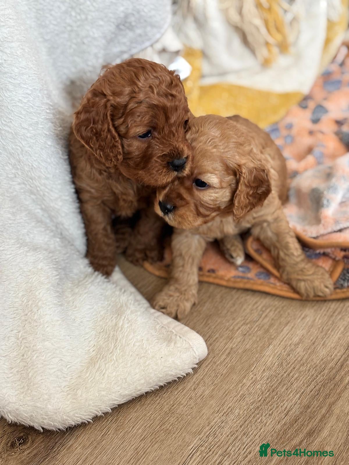 Cavapoo dogs F1 Cavpoos 4 Girls 1 Boy - Advert 13