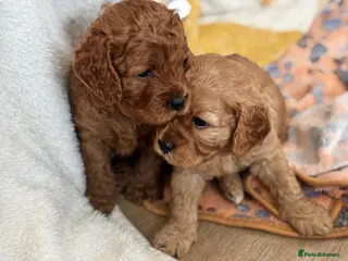 Cavapoo dogs F1 Cavpoos 4 Girls 1 Boy - Advert 13