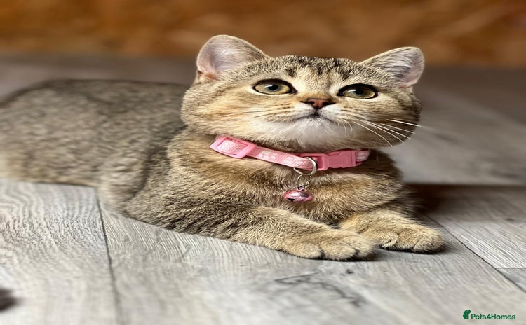British Shorthair cats - Advert 1