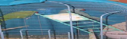 Ringnecks birds for sale: Parrots  in Bury - Advert 6