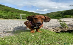 Dachshund dogs for stud: Smooth haired European sized Daschund  - Image 5