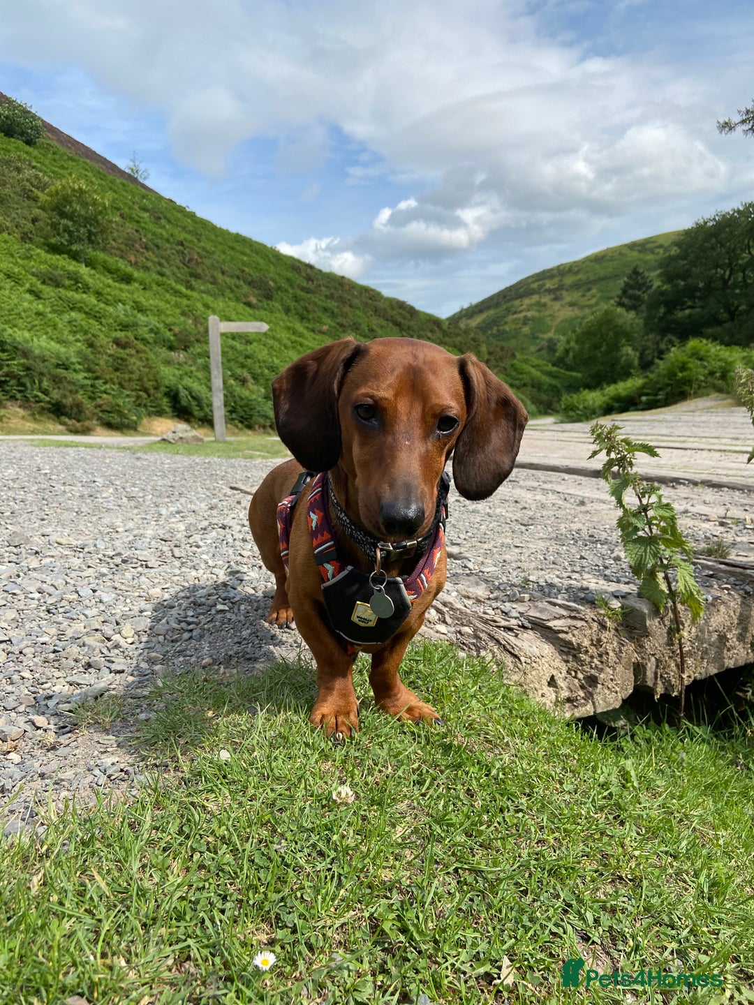 Dachshund dogs for stud: Smooth haired European sized Daschund  - Image 5
