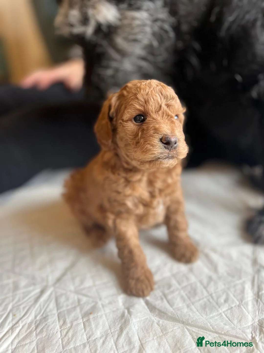 Mixed Breed dogs for sale: F1B Cockapoo Puppies – KC Toy Poodle Sired in Halifax - Advert 6