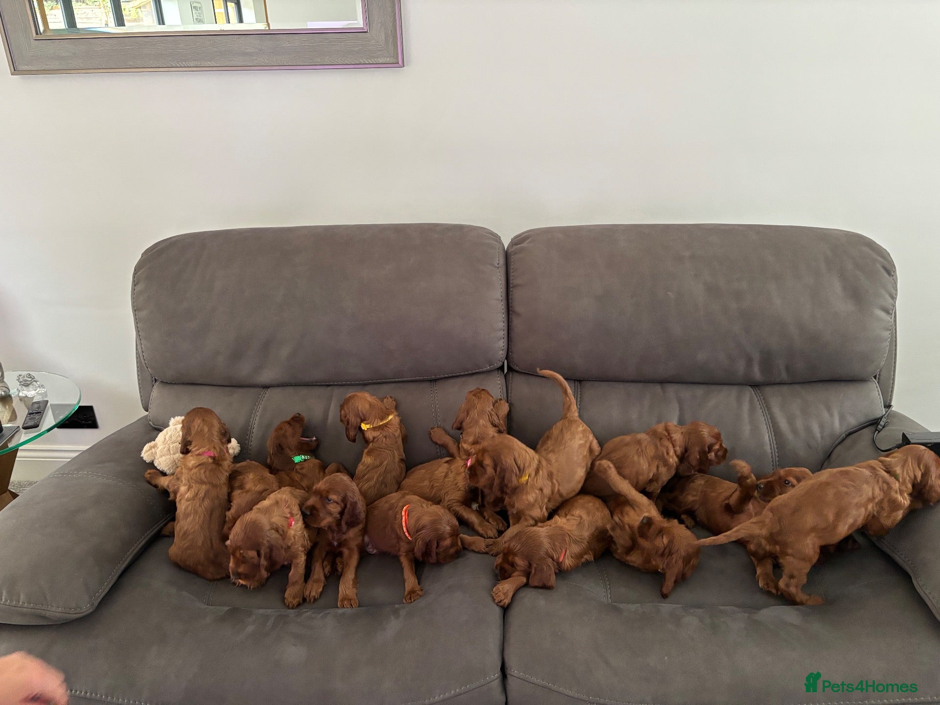 Irish Setter dogs KC registered Irish Setter puppies Bexhill-on-Sea - Advert 2