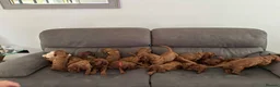 Irish Setter dogs for sale: KC registered Irish Setter puppies Bexhill-on-Sea - Advert 2
