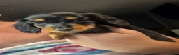 Miniature Dachshund dogs for sale: Miniature long haired dachshund  - Advert 4